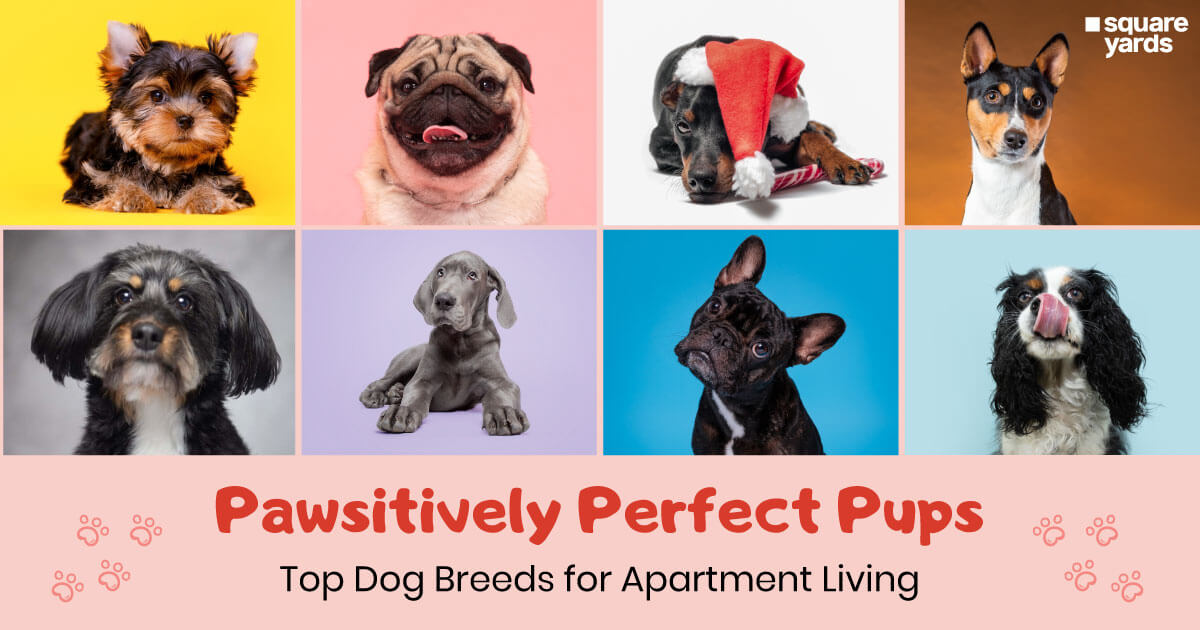 Top 10 Canine Companions For Renters in Canada